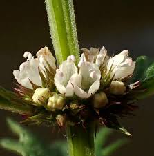 Attēlu rezultāti vaicājumam “Lycopus europaeus flower”