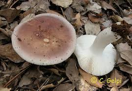 Attēlu rezultāti vaicājumam “Russula vesca”