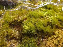 Attēlu rezultāti vaicājumam “Ditrichum flexicaule”