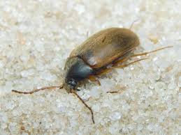 Attēlu rezultāti vaicājumam “Isomira murina”