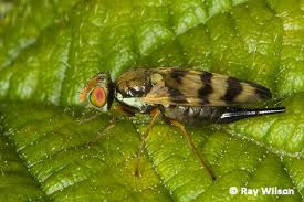 Attēlu rezultāti vaicājumam “Tephritidae”