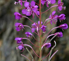 Attēlu rezultāti vaicājumam “Epilobium roseum flower”