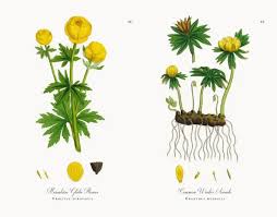 Attēlu rezultāti vaicājumam “Trollius europaeus”