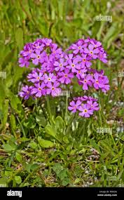 Attēlu rezultāti vaicājumam “Primula farinosa leaf”
