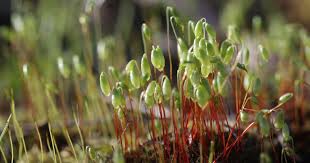 Attēlu rezultāti vaicājumam “Bryum pseudotriquetrum”