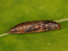 Attēlu rezultāti vaicājumam “Gracillaria syringella imago”