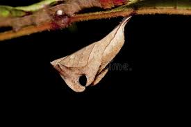 Attēlu rezultāti vaicājumam “Nymphalis xanthomelas pupa”