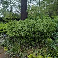 Attēlu rezultāti vaicājumam “Uvularia grandiflora”