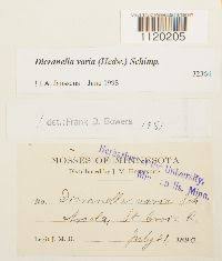 Attēlu rezultāti vaicājumam “Dicranella varia”