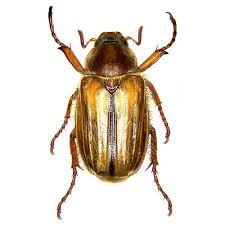 Attēlu rezultāti vaicājumam “Amphimallon solstitiale”