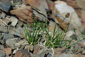 Attēlu rezultāti vaicājumam “Carex paupercula”