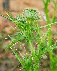 Attēlu rezultāti vaicājumam “Cirsium vulgare leaf”