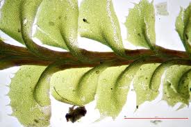 Attēlu rezultāti vaicājumam “Plagiochila”