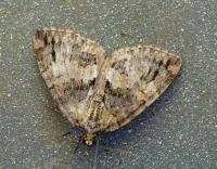 Attēlu rezultāti vaicājumam “Hydriomena impluviata”