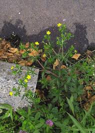 Attēlu rezultāti vaicājumam “Potentilla arenaria bud”