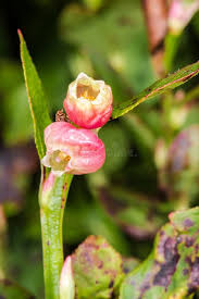 Attēlu rezultāti vaicājumam “Vaccinium myrtillus flower”