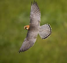 Attēlu rezultāti vaicājumam “Falco vespertinus adult”