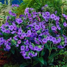 Attēlu rezultāti vaicājumam “Pulmonaria angustifolia fruit”