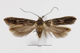 Attēlu rezultāti vaicājumam “Gelechia scotinella”