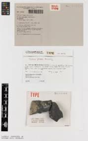 Attēlu rezultāti vaicājumam “Verrucaria hydrela”