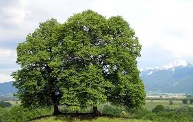 Attēlu rezultāti vaicājumam “Tilia amurensis”