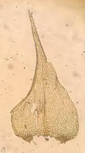 Attēlu rezultāti vaicājumam “Campylium chrysophyllum”