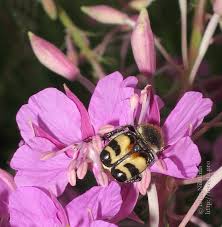 Attēlu rezultāti vaicājumam “Trichius fasciatus”