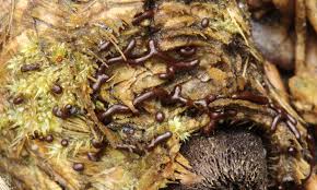 Attēlu rezultāti vaicājumam “Willkommlangea reticulata”