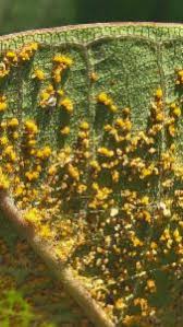 Attēlu rezultāti vaicājumam “Coleosporium sp.”