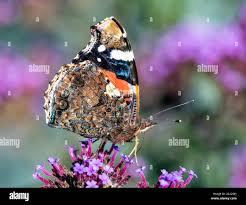 Attēlu rezultāti vaicājumam “Vanessa atalanta underside”