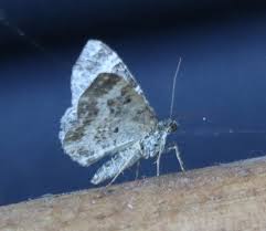 Attēlu rezultāti vaicājumam “Epirrhoe tristata imago”