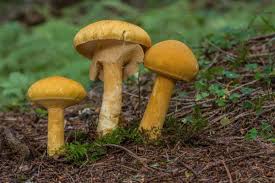 Attēlu rezultāti vaicājumam “Phaeolepiota aurea”