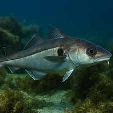 Image result for Melanogrammus aeglefinus