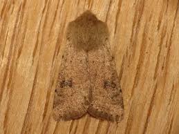 Attēlu rezultāti vaicājumam “Orthosia cruda”