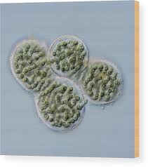 Attēlu rezultāti vaicājumam “Nostoc pruniforme”