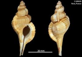 Attēlu rezultāti vaicājumam “Retinia resinella exuvia”