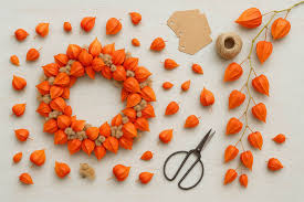 Attēlu rezultāti vaicājumam “Physalis alkekengi”