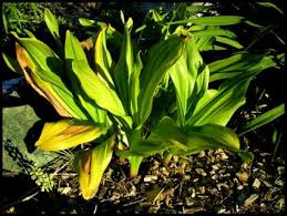 Attēlu rezultāti vaicājumam “Colchicum autumnale”