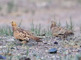 Image result for Syrrhaptes paradoxus