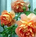 gardening journa
ls -  garden j ...