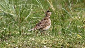 Attēlu rezultāti vaicājumam “Alauda arvensis adult”