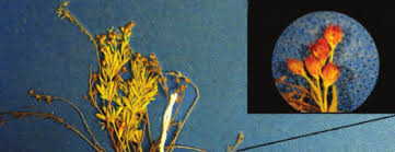 Attēlu rezultāti vaicājumam “Physarum rubiginosum plasmodium”