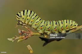 Attēlu rezultāti vaicājumam “Papilio machaon larva”