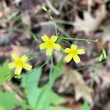 Attēlu rezultāti vaicājumam “Mycelis muralis flower”