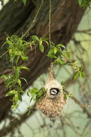 Attēlu rezultāti vaicājumam “Remiz pendulinus nest”