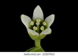 Attēlu rezultāti vaicājumam “Thesium ebracteatum leaf”