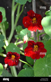 Attēlu rezultāti vaicājumam “Tropaeolum majus bud”