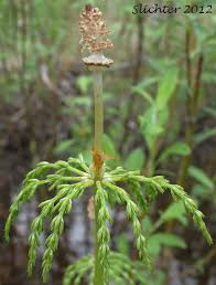 Attēlu rezultāti vaicājumam “Equisetum sylvaticum”