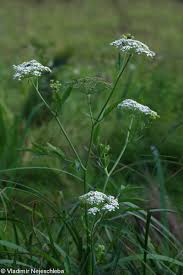 Attēlu rezultāti vaicājumam “Sium latifolium leaf”