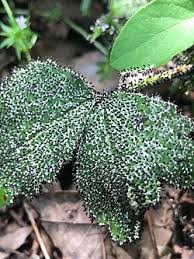 Attēlu rezultāti vaicājumam “Diachea muscorum”